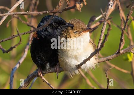 Red-backed Fairy Wrens che mostra il comportamento di courtship sulla punta di Cabarita, NSW settentrionale, Australia Foto Stock