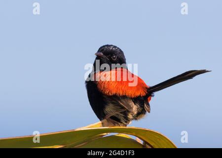 Red-backed Fairy Wrens che mostra il comportamento di courtship sulla punta di Cabarita, NSW settentrionale, Australia Foto Stock