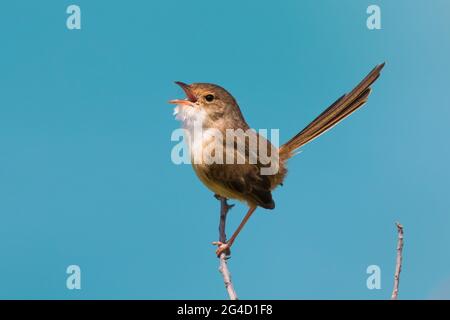 Red-backed Fairy Wrens che mostra il comportamento di courtship sulla punta di Cabarita, NSW settentrionale, Australia Foto Stock