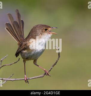 Red-backed Fairy Wrens che mostra il comportamento di courtship sulla punta di Cabarita, NSW settentrionale, Australia Foto Stock