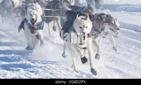 I cani guida nella corsa Iditarod slitta-cane a Fairbanks Foto Stock