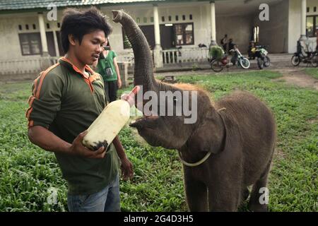 Un mahout che dà latte ad un elefante del bambino che è sotto trattamento al centro di riabilitazione dell'elefante di Sumatran in modo Parco Nazionale di Kambas, Indonesia. Foto Stock