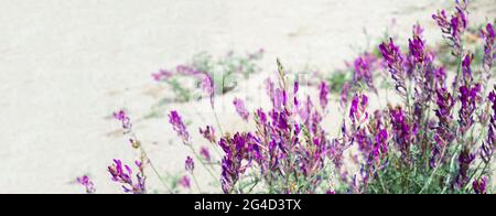 Fiori lilla sulle dune di sabbia. Angolo fiore per annuncio post. Spazio di copia per il testo. Banner. Foto Stock