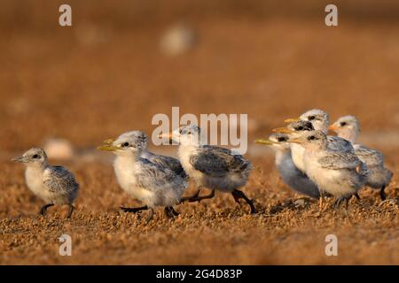 Isola di Kubbar. 20 Giugno 2021. Foto scattata il 20 giugno 2021 mostra le terns minori di baby crested sull'isola di Kubbar, Kuwait. Credit: Ghazy Qaffaf/Xinhua/Alamy Live News Foto Stock