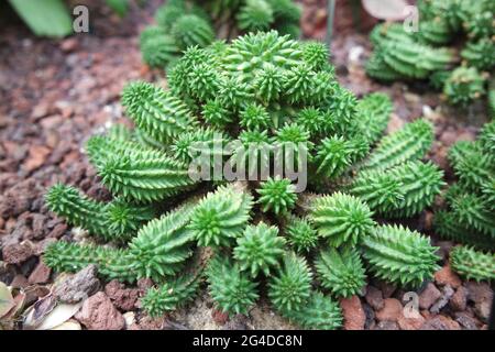 Euphorbia susannae Suzanne's Spunge Suculent Plants Foto Stock