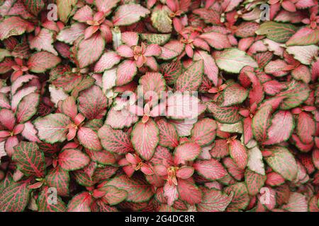 Fittonia Red Star Red Angel Foto Stock