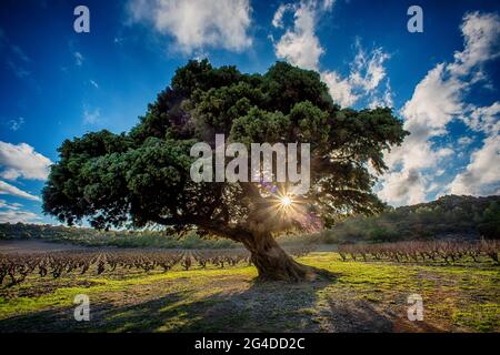 millenium juniper albero francia occitanie Pirenei orientali opoul corbières sotto il sole vista blu cielo fascio che passa attraverso rami Foto Stock