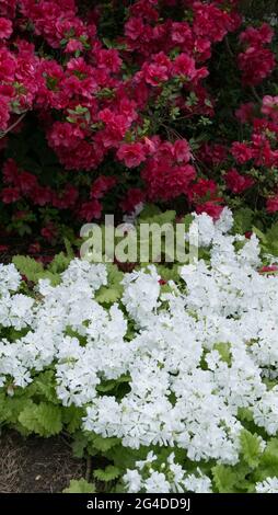 Azalea rossa e Primula Sieboldii bianca 'Galactic' Foto Stock