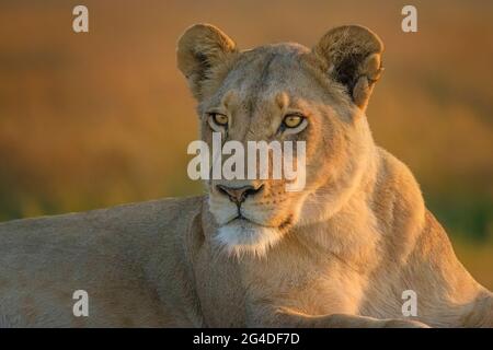 Leonessa (Panthera leo) occhi di fronte Savana Africana. Okavango Delta, Botswana, Africa Foto Stock