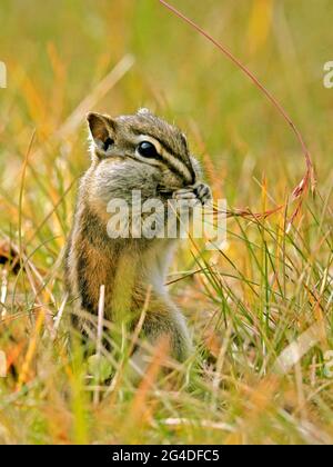 Almeno Chipmunk che mangia su semi di erba, ripieno sacchetto di pulcini con cibo. Foto Stock