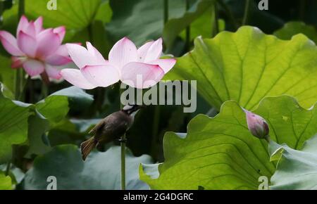 Suzhou, provincia cinese di Jiangsu. 21 Giugno 2021. Un uccello riposa in un laghetto di loto nell'umile Giardino dell'amministratore a Suzhou, nella provincia di Jiangsu della Cina orientale, 21 giugno 2021. Credit: Hang Xingwei/Xinhua/Alamy Live News Foto Stock