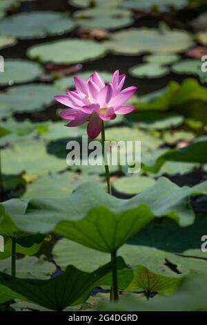 Nanjing, provincia cinese di Jiangsu. 21 Giugno 2021. Un fiore di loto è visto in un parco a Nanjing, capitale della provincia di Jiangsu della Cina orientale, 21 giugno 2021. Credit: Zhang Meng/Xinhua/Alamy Live News Foto Stock