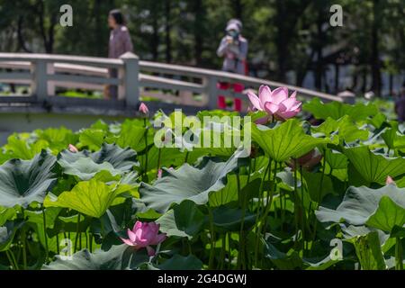 Nanjing, provincia cinese di Jiangsu. 21 Giugno 2021. La gente apprezza i fiori di loto in un parco a Nanjing, capitale della provincia di Jiangsu della Cina orientale, 21 giugno 2021. Credit: Zhang Meng/Xinhua/Alamy Live News Foto Stock