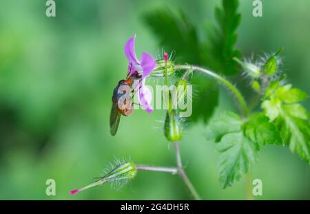 Una mosca che impollinava un fiore di una pianta di Herb Robert (Geranium robertianum) in un giardino in Sussex, Inghilterra, Regno Unito. Foto Stock