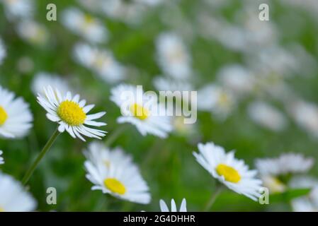 Aprire Daisy (Bellis perennis) fiori in un prato visto ad un angolo. Foto Stock