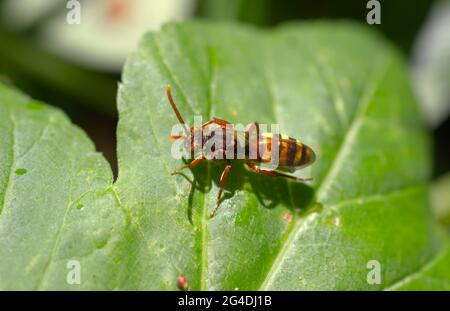 Un Nomad Bee (Nomada sp.), un tipo di ape solitaria cleptoparasitica, pulendo gli occhi e il viso con la gamba mentre si riposa su una foglia in Sussex, Inghilterra. Foto Stock