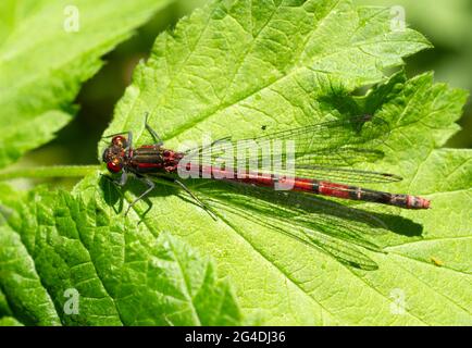 Una femmina grande Damselfly rossa (Pyrhosoma nymphula) che riposa su una foglia soleggiata in bosco, in Sussex, Inghilterra, Regno Unito. Foto Stock
