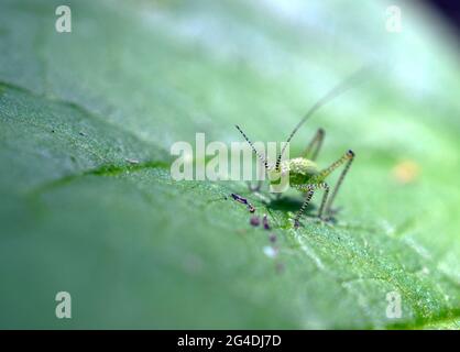 Ninfa spottata di Bush-cricket (Leptophyes punctatissima) che riposa su una grande foglia verde durante l'estate, in Sussex, Inghilterra, Regno Unito. Foto Stock