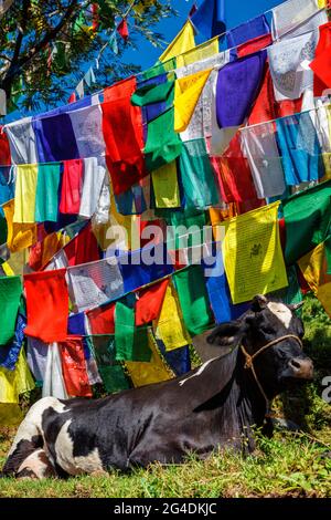 Mucca sotto le bandiere buddiste di preghiera sul kora intorno al complesso di Tsuglagkhang. McLeod Ganj, Himachal Pradesh, India Foto Stock