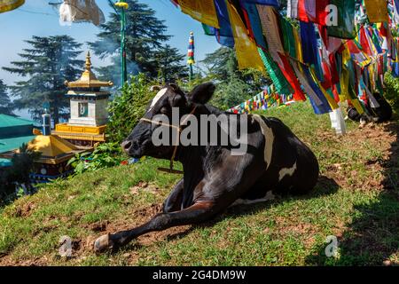 Mucca sotto le bandiere buddiste di preghiera sul kora intorno al complesso di Tsuglagkhang. McLeod Ganj, Himachal Pradesh, India Foto Stock