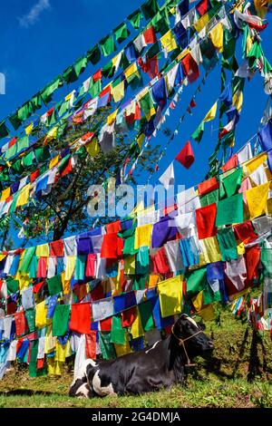 Mucca sotto le bandiere buddiste di preghiera sul kora intorno al complesso di Tsuglagkhang. McLeod Ganj, Himachal Pradesh, India Foto Stock