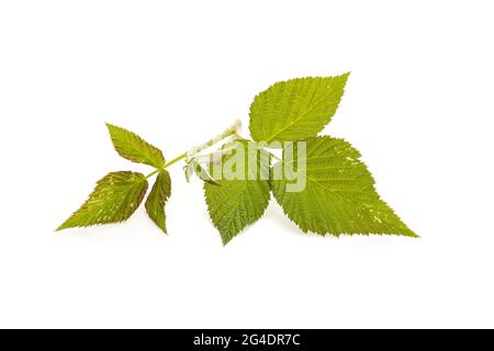 Foglie di lampone fresco isolate su sfondo bianco. Rubus idaeus Foto Stock