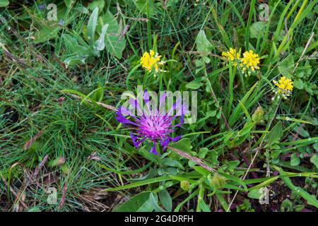 Centaurea salicifolia è una specie di Centaurea che si trova nel Mediterraneo orientale e nella penisola iberica. Bolu Abant Turchia Foto Stock