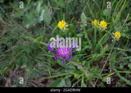 Centaurea salicifolia è una specie di Centaurea che si trova nel Mediterraneo orientale e nella penisola iberica. Bolu Abant Turchia Foto Stock