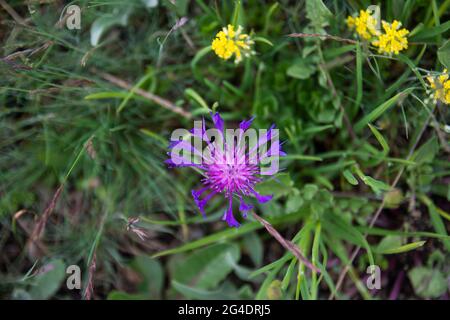 Centaurea salicifolia è una specie di Centaurea che si trova nel Mediterraneo orientale e nella penisola iberica. Bolu Abant Turchia Foto Stock