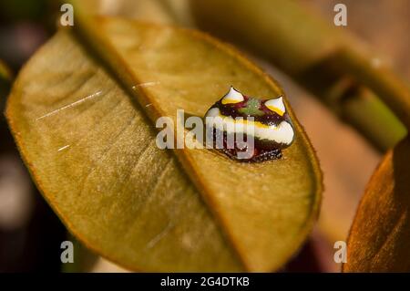 Ragno femmina a doppia punta (poecilopachys australasiae) su foglia verde. Marrone, bianco e giallo con spine a corno. Queensland, Australia. Foto Stock