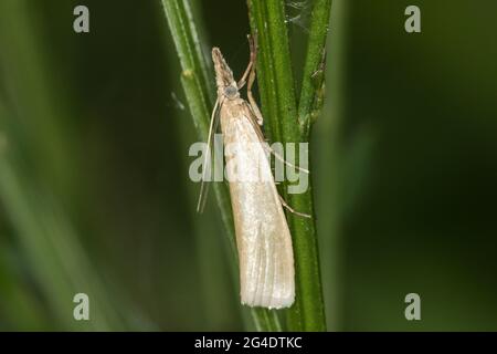 Un'impiallacciatura di erba satinata su un grassstock Foto Stock