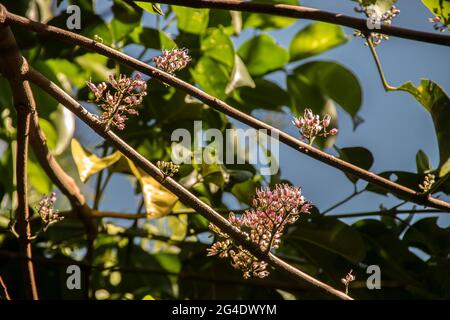 Evodia rosa (saruwa, corkwood, legno di pastore fiorito rosa, Melicope elleryana). Fitti gruppi di fiori rosa che crescono direttamente dal ramo. Australia. Foto Stock