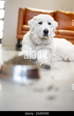 Cane con cibo secco a casa Foto Stock