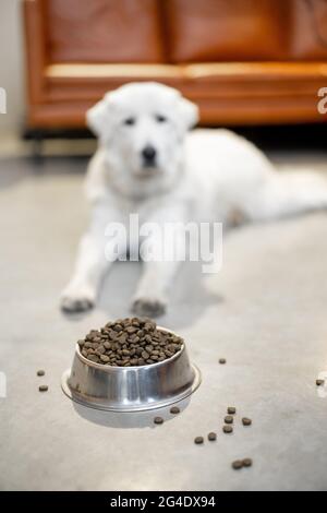 Cane con cibo secco a casa Foto Stock