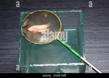 Foto della morte Soft Big Ear Gold Plakat, placard Cubang, Betta, Siamese Figthing Fish at Man Hand Foto Stock