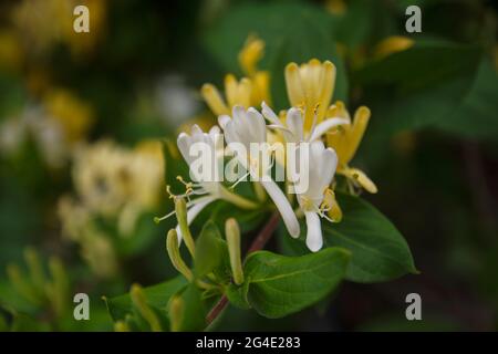 La Lonicera Fragrantissima è una specie di pianta fiorente della famiglia delle Caprifoliaceae, conosciuta con i nomi comuni di nido d'ape a fiore d'inverno Foto Stock