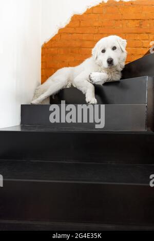 Cane bianco sulle scale all'interno Foto Stock