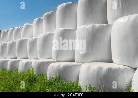 Campo di campagna con balle di fieno avvolte in sacchi di plastica in una giornata di sole contro un cielo blu Foto Stock