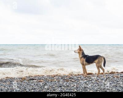 Il cane Mongrel si erge sulla costa di pietra del mare sullo sfondo di onde tempeste e guarda con tensione Foto Stock