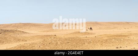 Un beduino conduce un cammello attraverso il deserto. Foto Stock