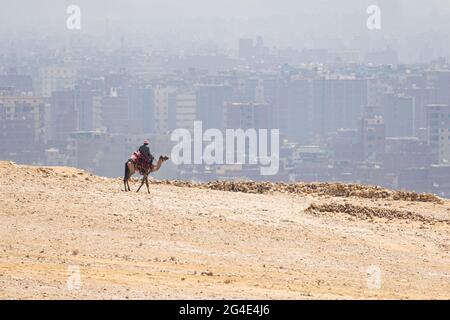 Cammelli con una passeggiata beduina locale attraverso il deserto vicino alla Grande Piramide di Khufu a Giza sullo sfondo della città del Cairo, Egitto. Un arabo locale Foto Stock