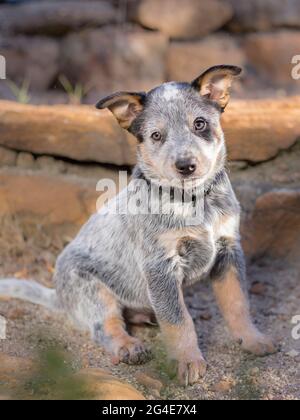 Un cane da bestiame australiano (Blue Heeler) cucciolo ritratto a lunghezza intera con il cucciolo seduto guardando la macchina fotografica Foto Stock