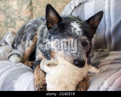 Un giovane cane australiano del bestiame (Blue Heeler) che si stesa su un divano con un giocattolo morbido in bocca Foto Stock