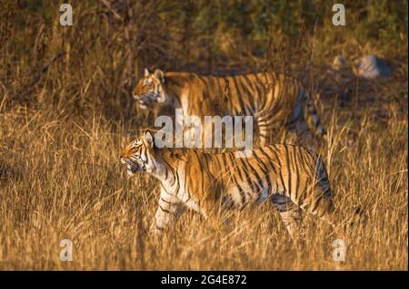 Tigri reali indiane del bengala selvatiche a caccia nella zona di dhikala del parco nazionale di jim corbett o della riserva delle tigri india - panthera tigris tigris Foto Stock