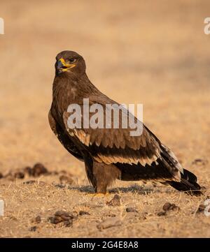 Steppa aquila o aquila nipalensis ritratto o closeup presso la riserva di conservazione della birra o deposito bikaner rajasthan India Foto Stock