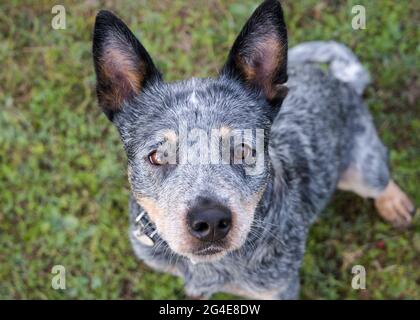 Australian Cattle Dog (Blue Heeler) guardando in alto il ritratto di primo piano della fotocamera del suo volto Foto Stock