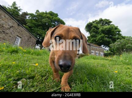 Un piccolo dachshund tipo cane cuccia nel giardino e bastone il suo naso verso la macchina fotografica. Inghilterra, Regno Unito. Foto Stock