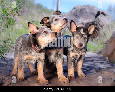 I cuccioli australiani di Cattle Dog (Blue Heeler) seduti su un ritratto di roccia all'aperto con due che guardano lontano Foto Stock