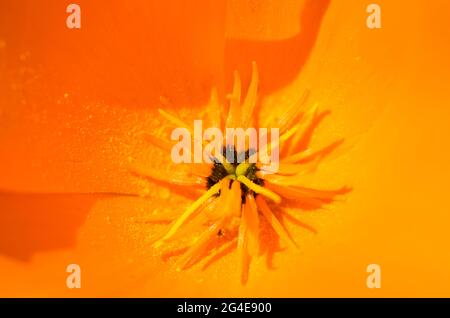 Un primo piano / macro vista di un papavero californiano arancione luminoso (Escholzia californica 'Orange King' in un giardino in Inghilterra, Regno Unito a maggio. Foto Stock