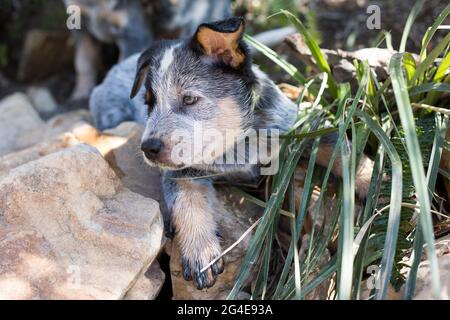 Cucciolo australiano del cane bovino (Blue Heeler) che gioca fuori closeup Foto Stock